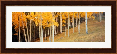 Framed Aspen trees in a field, Ouray County, Colorado, USA Print