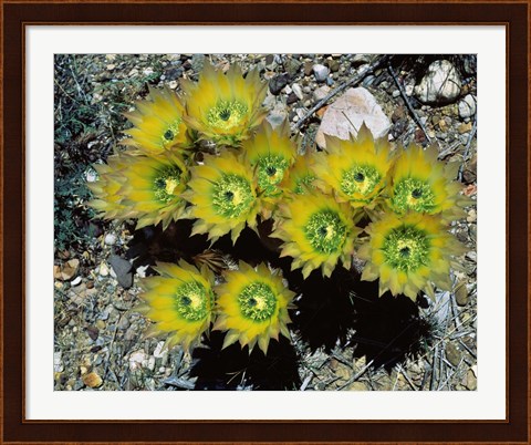 Framed High angle view of cactus flowers, Big Bend National Park, Texas, USA Print