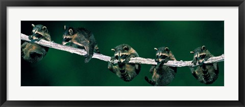 Framed Raccoons (concept) Alberta Canada Print