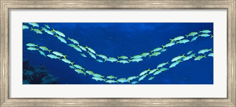 Framed School of fish Great Barrier Reef Australia Print