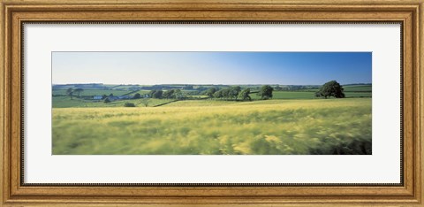 Framed Field Near Barnstaple, North Devon, England, United Kingdom Print