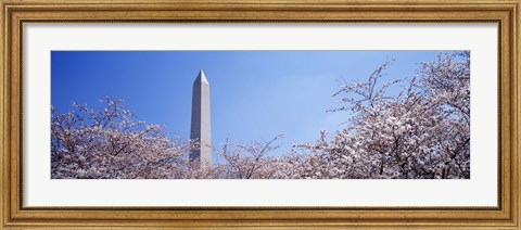 Framed Washington Monument behind cherry blossom trees, Washington DC, USA Print