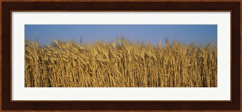 Framed Field Of Wheat, France Print