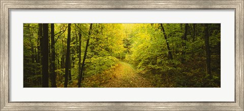 Framed Dirt road passing through a forest, Vermont, USA Print