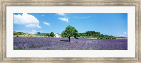 Framed Lavender Field Provence France Print