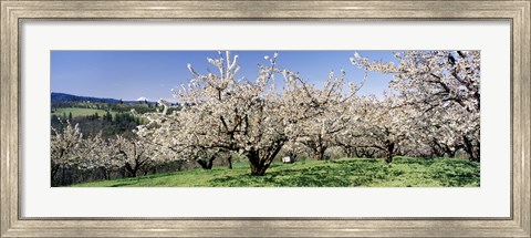 Framed Cherry Orchard, Oregon, USA Print