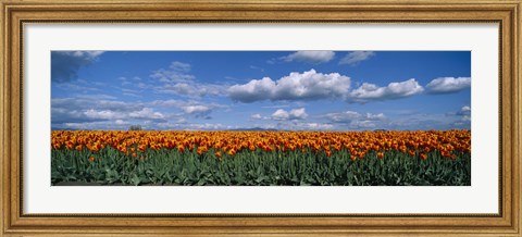 Framed Clouds over a tulip field, Skagit Valley, Washington State, USA Print