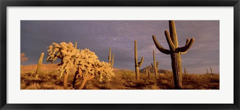 Framed Low angle view of Saguaro cacti on a landscape, Organ Pipe Cactus National Monument, Arizona, USA Print