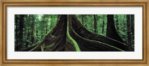 Framed Roots of a giant tree, Daintree National Park, Queensland, Australia Print