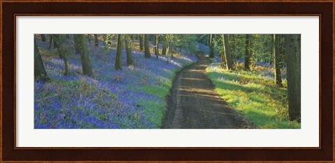 Framed Bluebell flowers along a dirt road in a forest, Gloucestershire, England Print