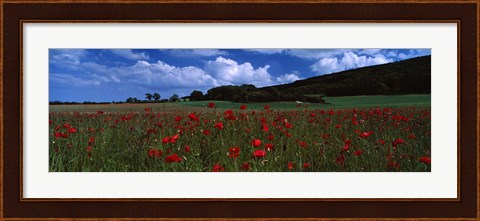Framed Flowers On A Field, Staxton, North Yorkshire, England, United Kingdom Print
