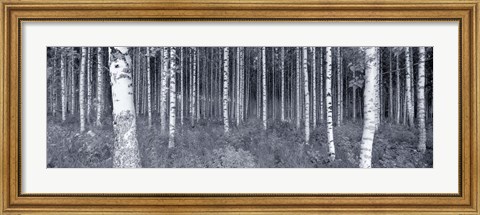 Framed Birch Trees In A Forest, Finland Print