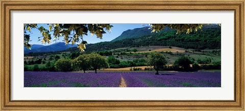Framed Mountain behind a lavender field, Provence, France Print