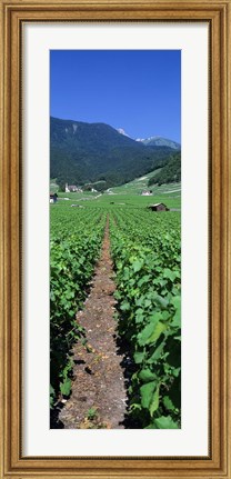 Framed Path In A Vineyard, Valais, Switzerland Print