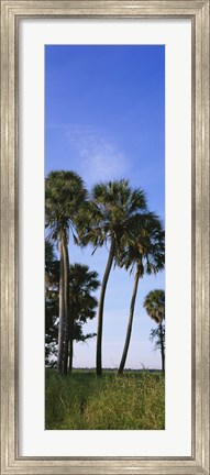 Framed Palm trees on a landscape, Myakka River State Park, Sarasota, Florida, USA Print
