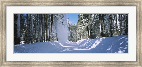 Framed Trees on both sides of a snow covered road, Crane Flat, Yosemite National Park, California (horizontal) Print