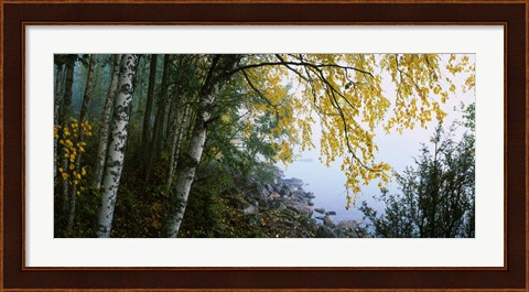 Framed Birch trees in a forest, Puumala, Finland Print