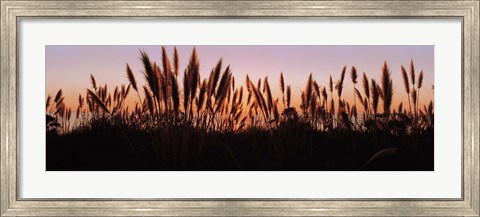 Framed Silhouette of grass in a field at dusk, Big Sur, California, USA Print