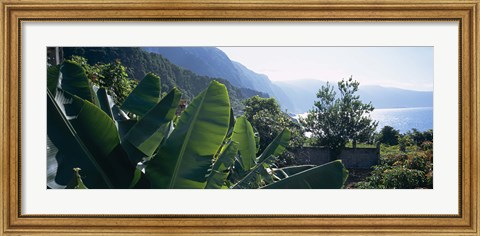 Framed Banana trees in a garden at the seaside, Ponta Delgada, Madeira, Portugal Print