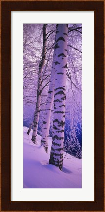 Framed Birch trees at the frozen riverside, Vuoksi River, Imatra, Finland Print