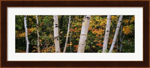Framed Birch trees in a forest, New Hampshire, USA Print