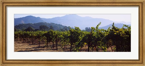 Framed Grape vines in a vineyard, Napa Valley, Napa County, California, USA Print