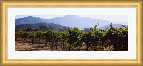Framed Grape vines in a vineyard, Napa Valley, Napa County, California, USA Print
