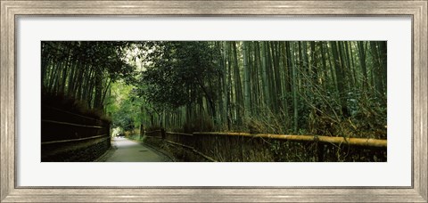 Framed Road passing through a bamboo forest, Arashiyama, Kyoto Prefecture, Kinki Region, Honshu, Japan Print