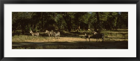 Framed Herd of zebras in a forest, Hwange National Park, Matabeleland North, Zimbabwe Print