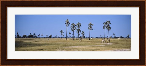 Framed Giraffes (Giraffa camelopardalis) in a national park, Hwange National Park, Matabeleland North, Zimbabwe Print