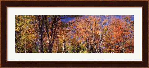 Framed Trees in autumn, Vermont, USA Print