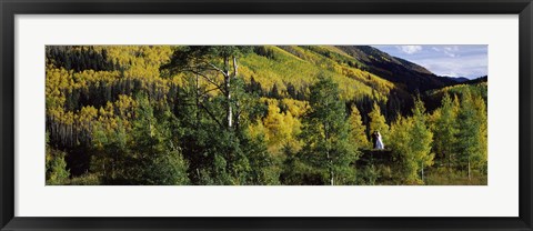 Framed Newlywed couple in a forest, Aspen, Pitkin County, Colorado, USA Print