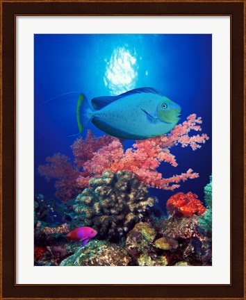 Framed Vlamings unicornfish and Squarespot anthias (Pseudanthias pleurotaenia) with soft corals in the ocean Print