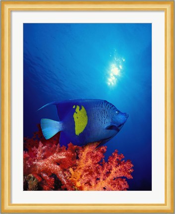 Framed Yellow-Banded angelfish (Pomacanthus maculosus) with soft corals in the ocean Print