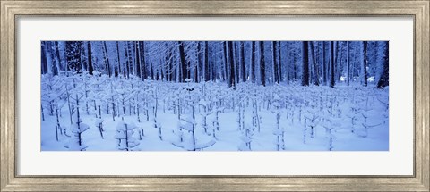 Framed Snow covered trees on a landscape, Yosemite Valley, Yosemite National Park, Mariposa County, California, USA Print