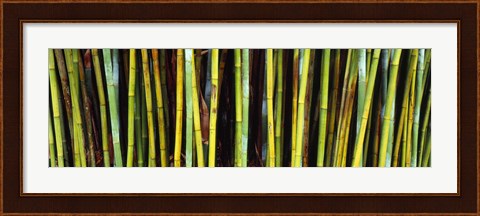 Framed Bamboo trees in a botanical garden, Kanapaha Botanical Gardens, Gainesville, Alachua County, Florida Print