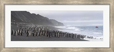 Framed Chinstrap penguins marching to the sea, Bailey Head, Deception Island, Antarctica Print