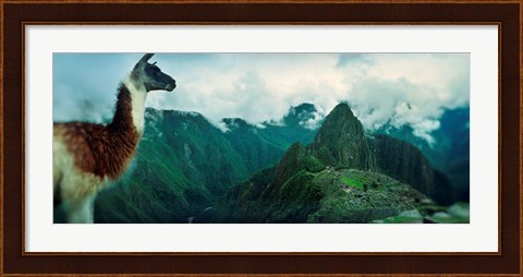 Framed Alpaca (Vicugna pacos) on a mountain with an archaeological site in the background, Inca Ruins, Machu Picchu, Cusco Region, Peru Print