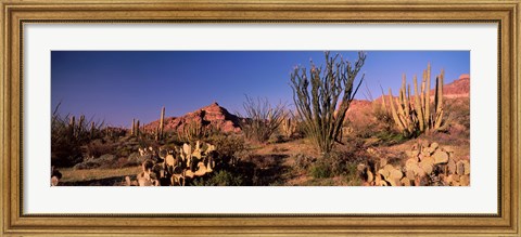 Framed Organ Pipe Cacti, Organ Pipe Cactus National Monument, Arizona, USA Print