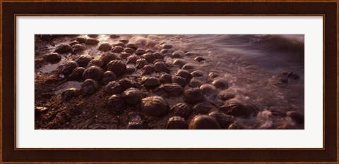Framed Horseshoe crabs (Limulus polyphemus), spawning, Port Mahon, Delaware River, Delaware, USA Print