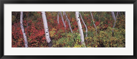 Framed Trees in a forest Print