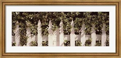 Framed White picket fence surrounded by bushes along Truman Avenue, Key West, Monroe County, Florida, USA Print