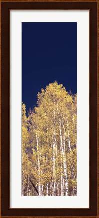 Framed Low angle view of Aspen trees, Colorado, USA Print