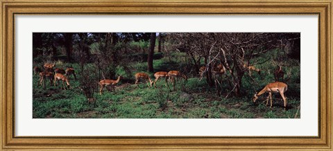 Framed Herd of impalas (Aepyceros Melampus) grazing in a forest, Kruger National Park, South Africa Print