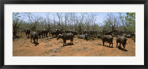Framed Herd of Cape buffaloes wait out in the minimal shade of thorn trees, Kruger National Park, South Africa Print