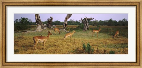 Framed Herd of impalas (Aepyceros Melampus) grazing in a field, Moremi Wildlife Reserve, Botswana Print
