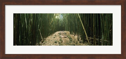 Framed Bamboo Forest, Hana Coast, Maui, Hawaii Print