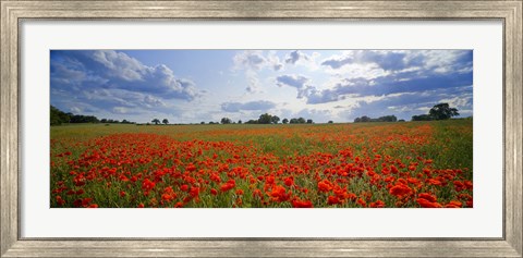 Framed Close Up of Red Poppies in a field, Norfolk, England Print