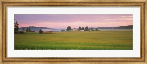 Framed Barn and wheat field across farmlands at dawn, Finland Print
