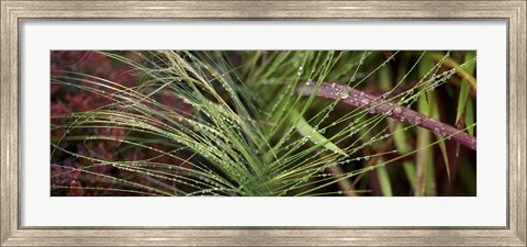 Framed Dew drops on grass Print